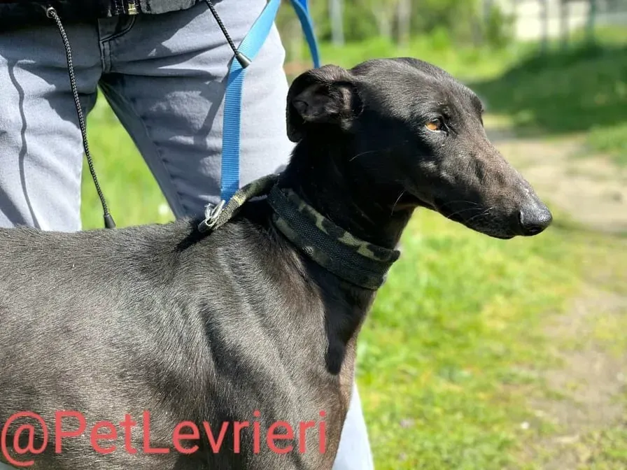 Esmeralda adozione levrieri galgo 18