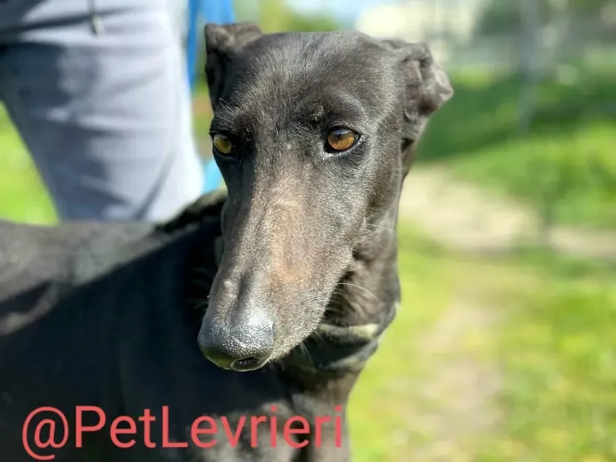 Esmeralda adozione levrieri galgo 19