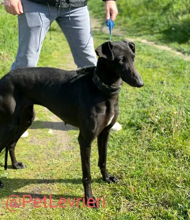 Esmeralda adozione levrieri galgo 20