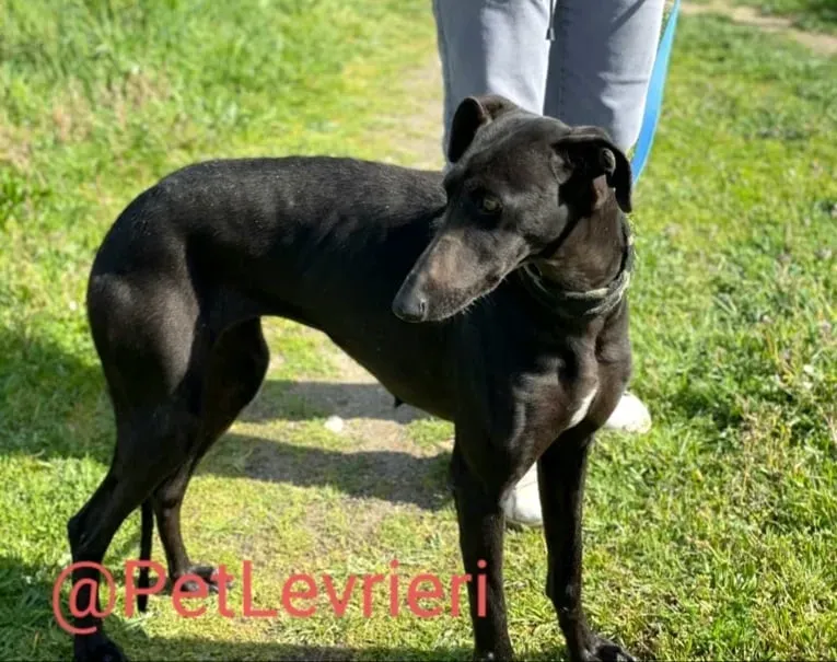 Esmeralda adozione levrieri galgo 21