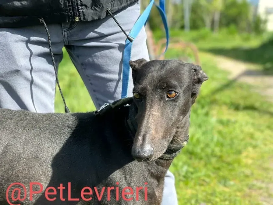 Esmeralda adozione levrieri galgo 22