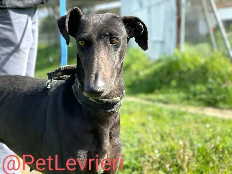 Esmeralda adozione levrieri galgo 23