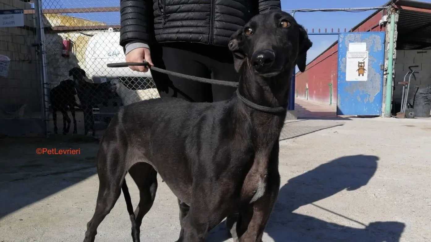 Esmeralda adozione levrieri galgo 3