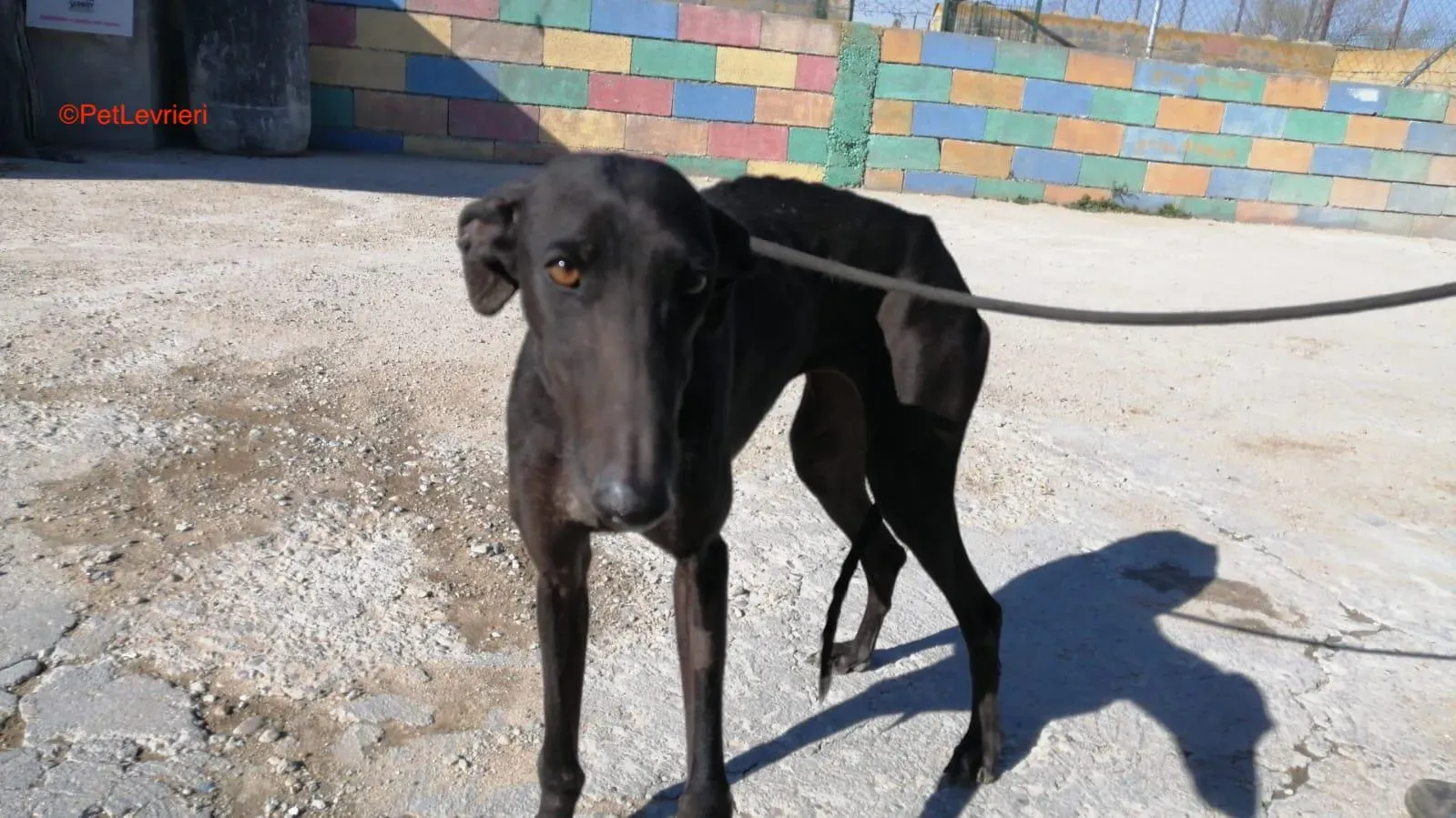 Esmeralda adozione levrieri galgo 3