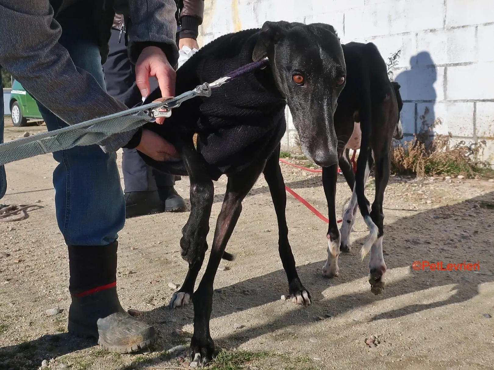 Esperanza adozione lervieri galgo 3