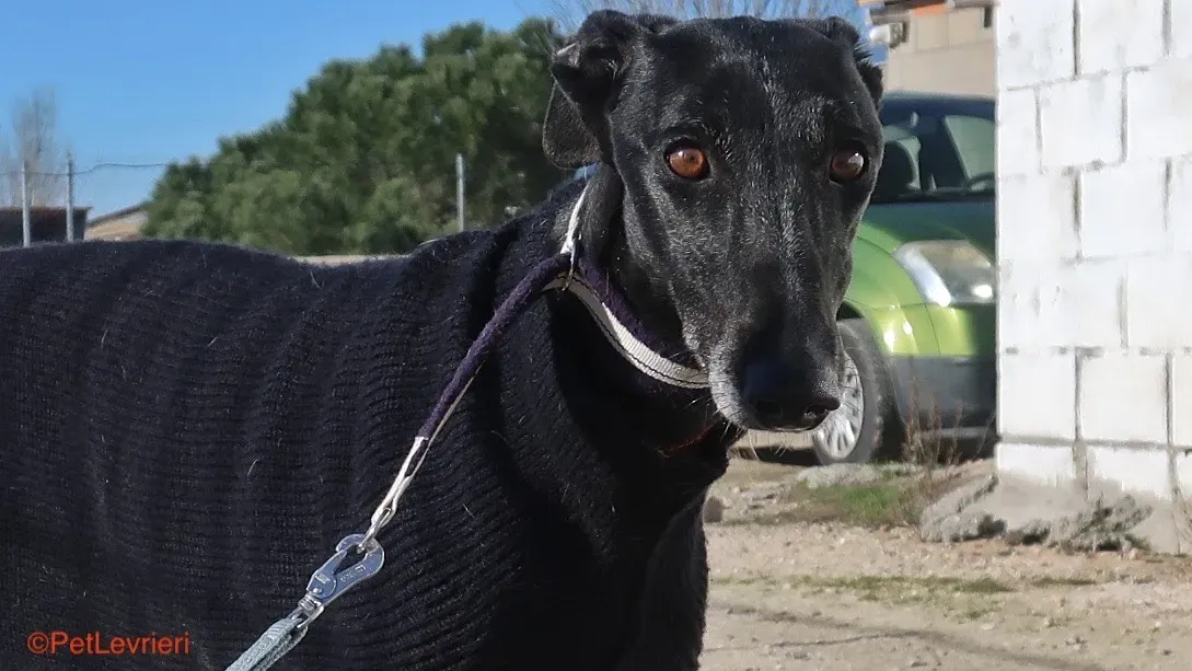 Esperanza adozione levrieri galgo 1 2