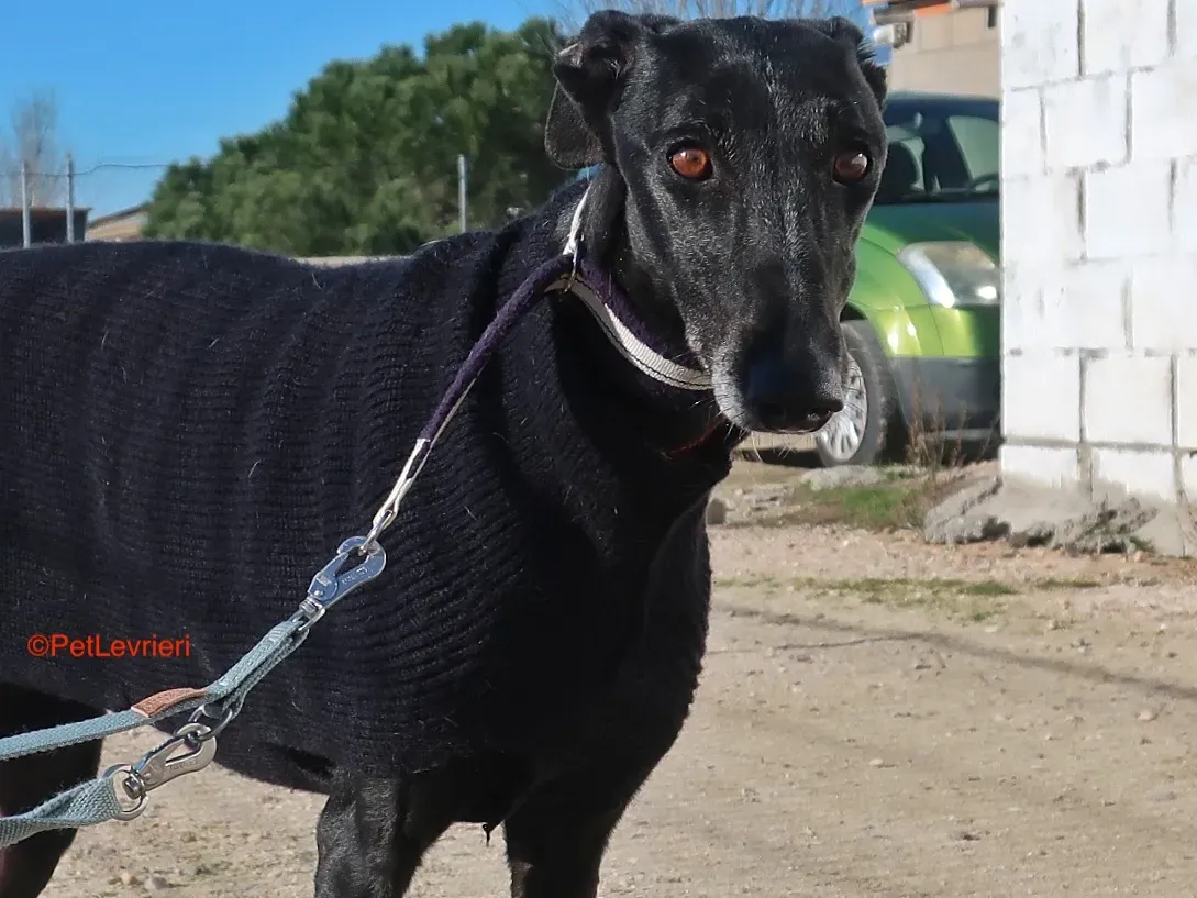 Esperanza adozione levrieri galgo 1