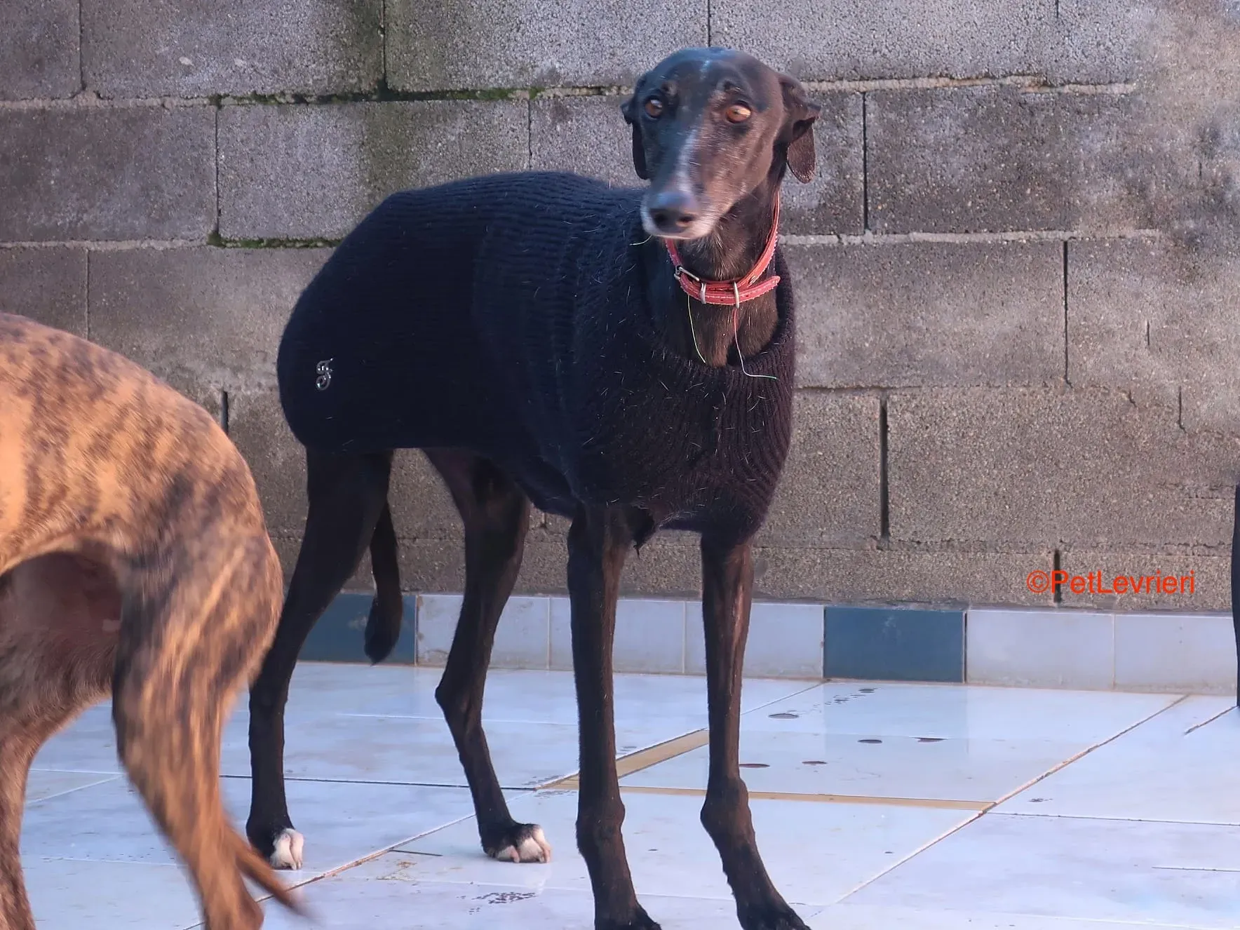 Esperanza adozione levrieri galgo 10