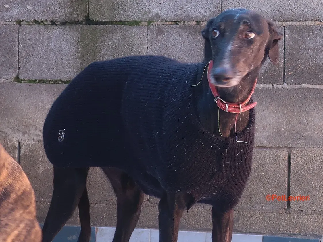 Esperanza adozione levrieri galgo 11