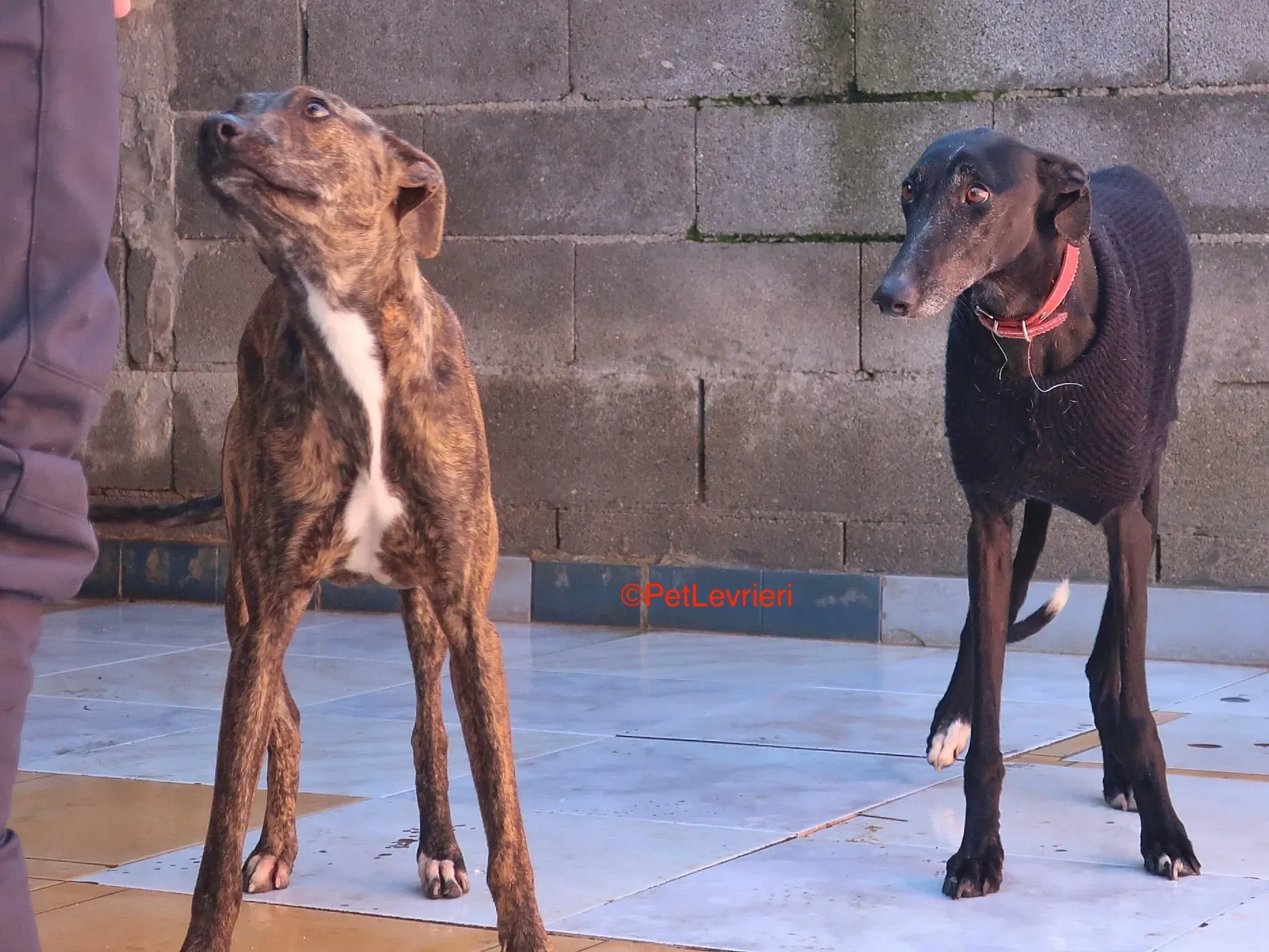 Esperanza adozione levrieri galgo 12