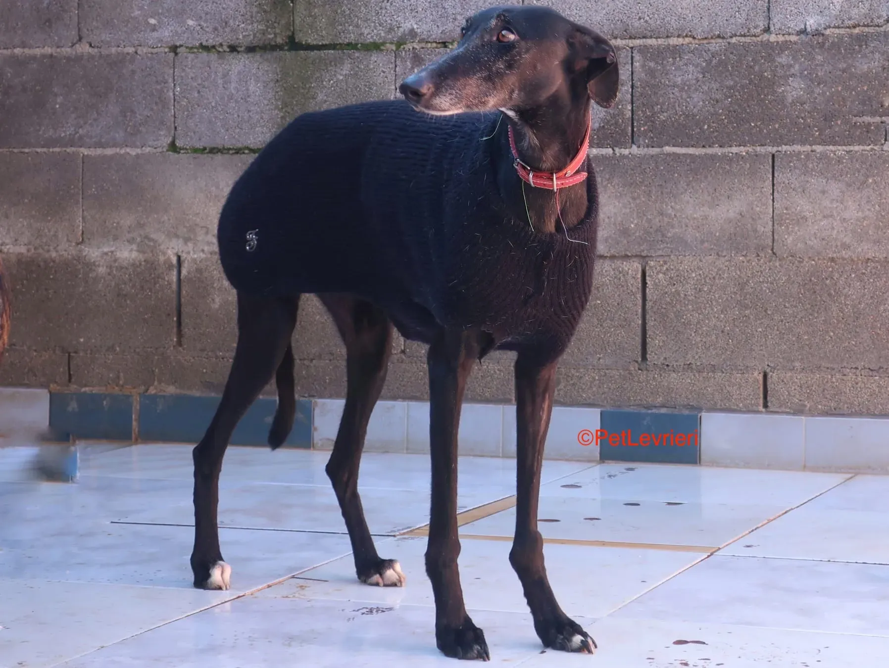 Esperanza adozione levrieri galgo 13