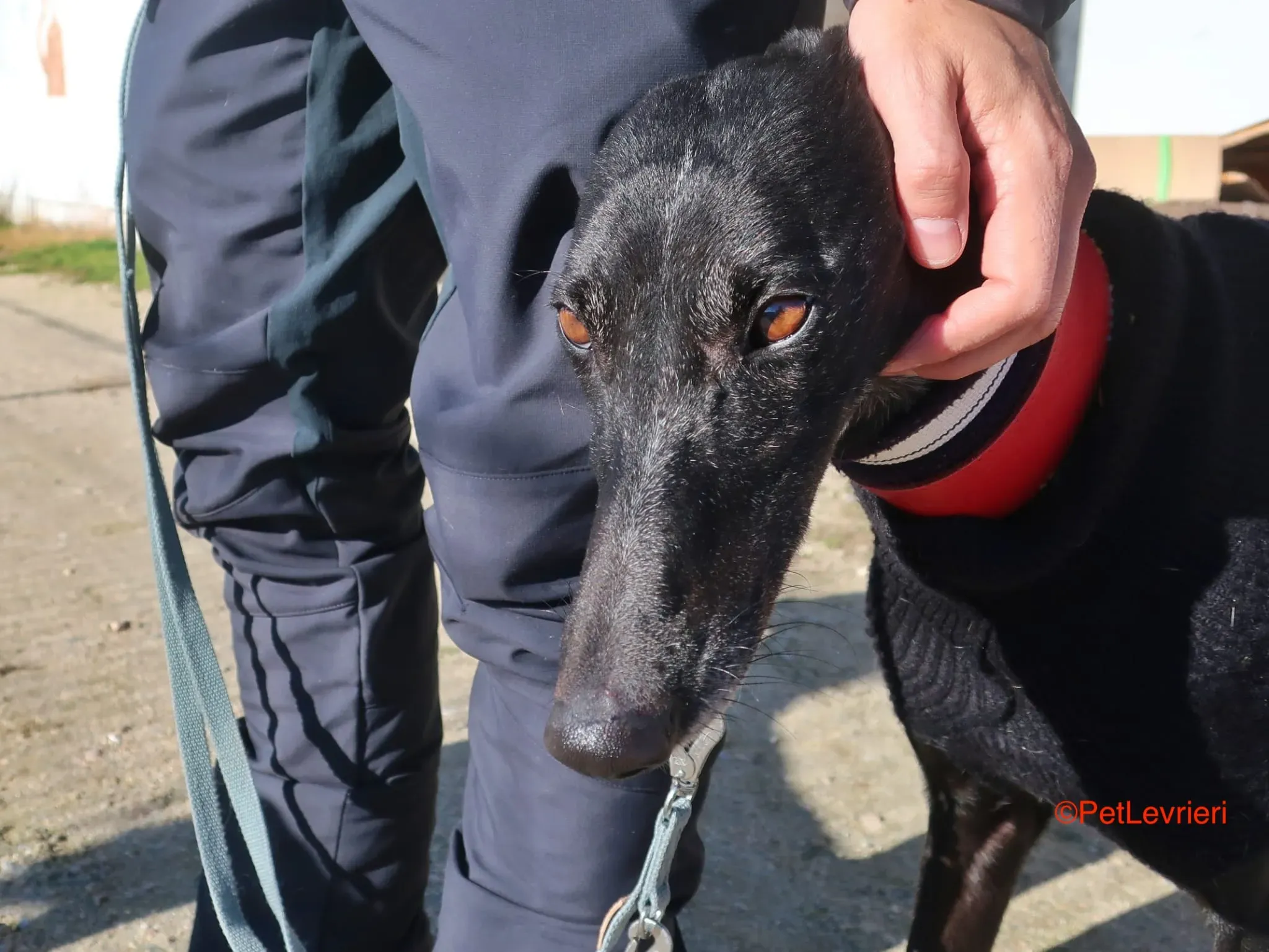 Esperanza adozione levrieri galgo 2