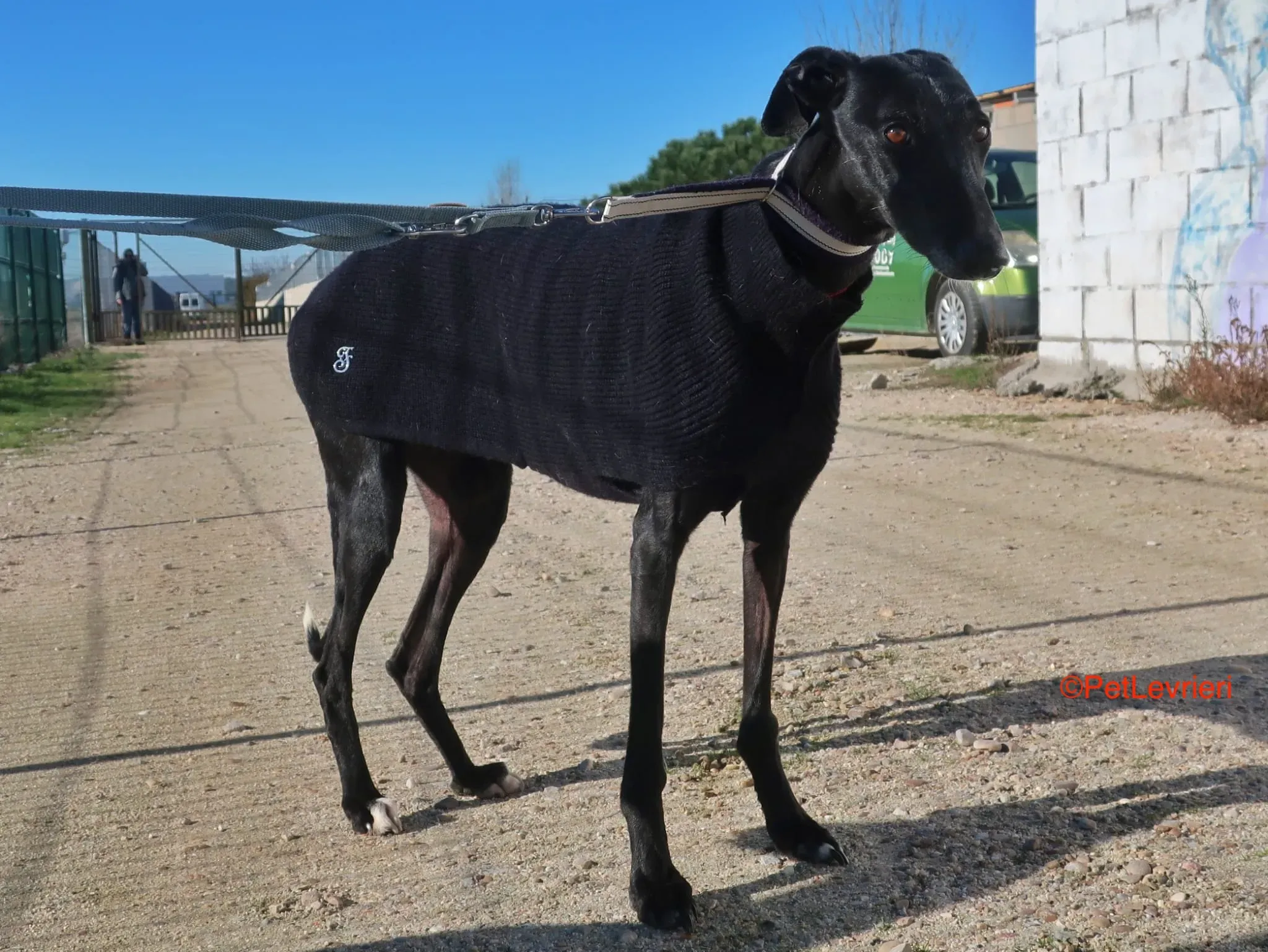 Esperanza adozione levrieri galgo 4