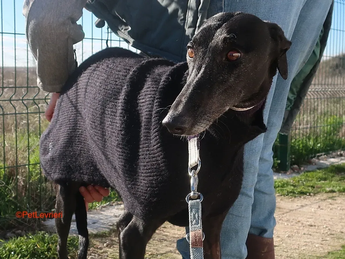 Esperanza adozione levrieri galgo 5