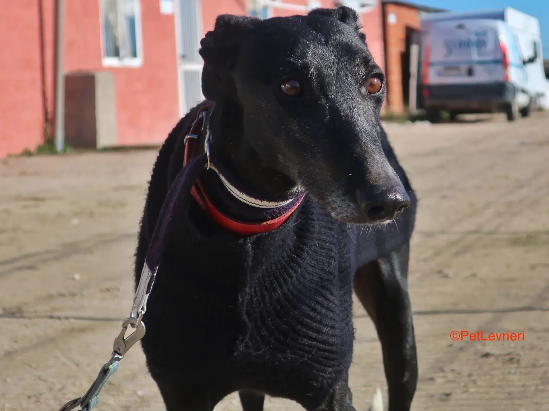 Esperanza adozione levrieri galgo 6