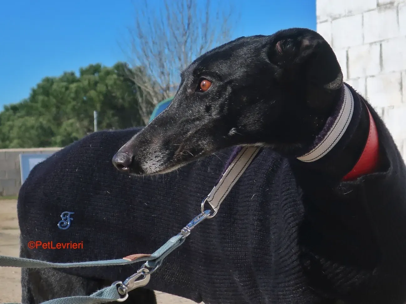 Esperanza adozione levrieri galgo 7