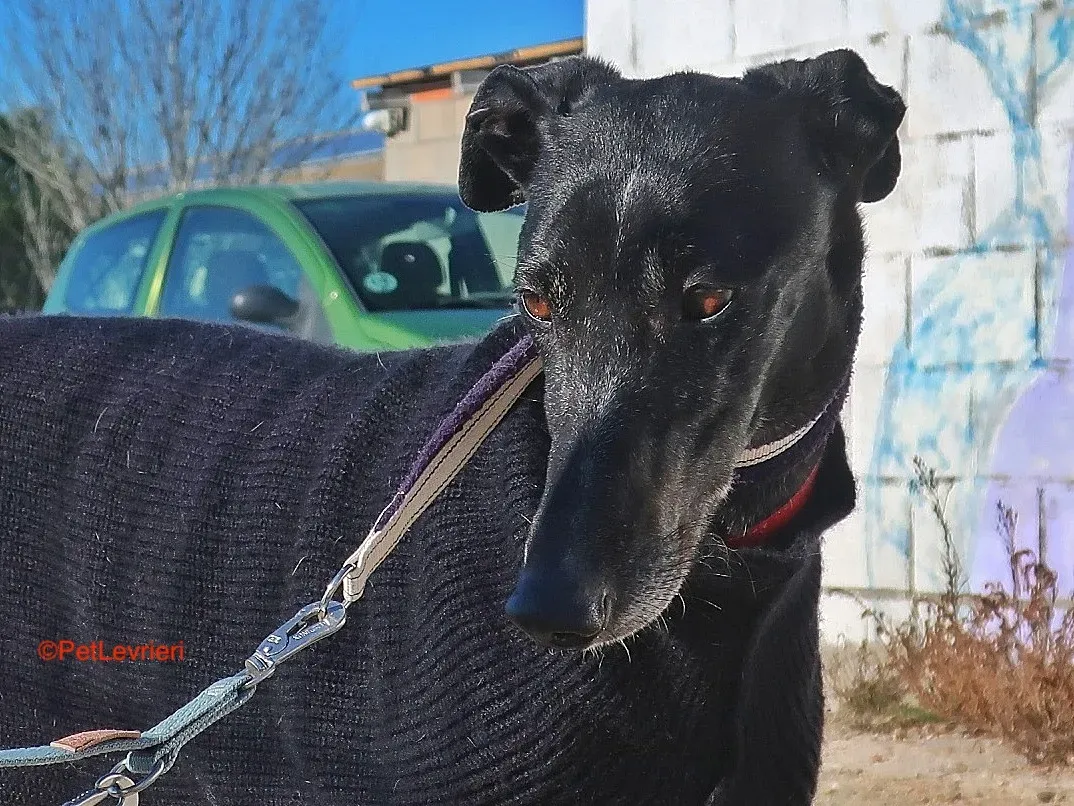 Esperanza adozione levrieri galgo 8