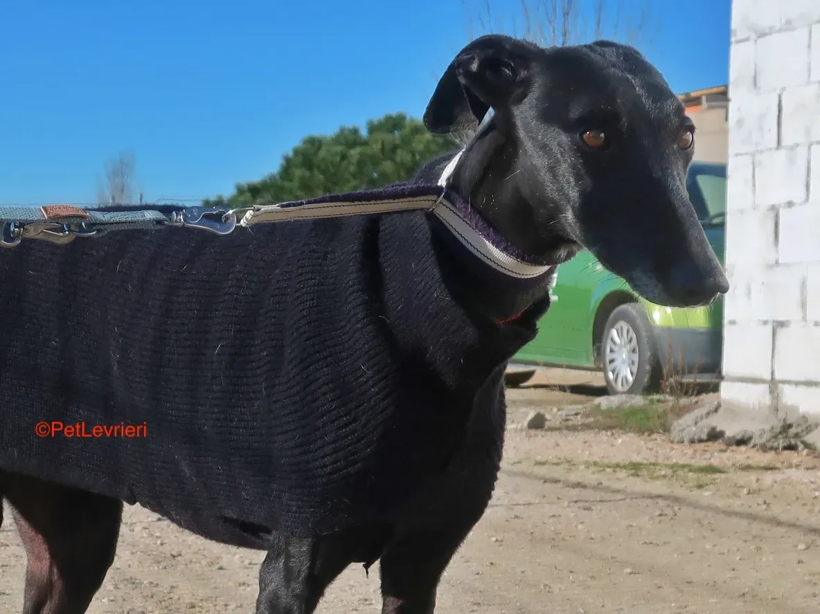 Esperanza adozione levrieri galgo 9