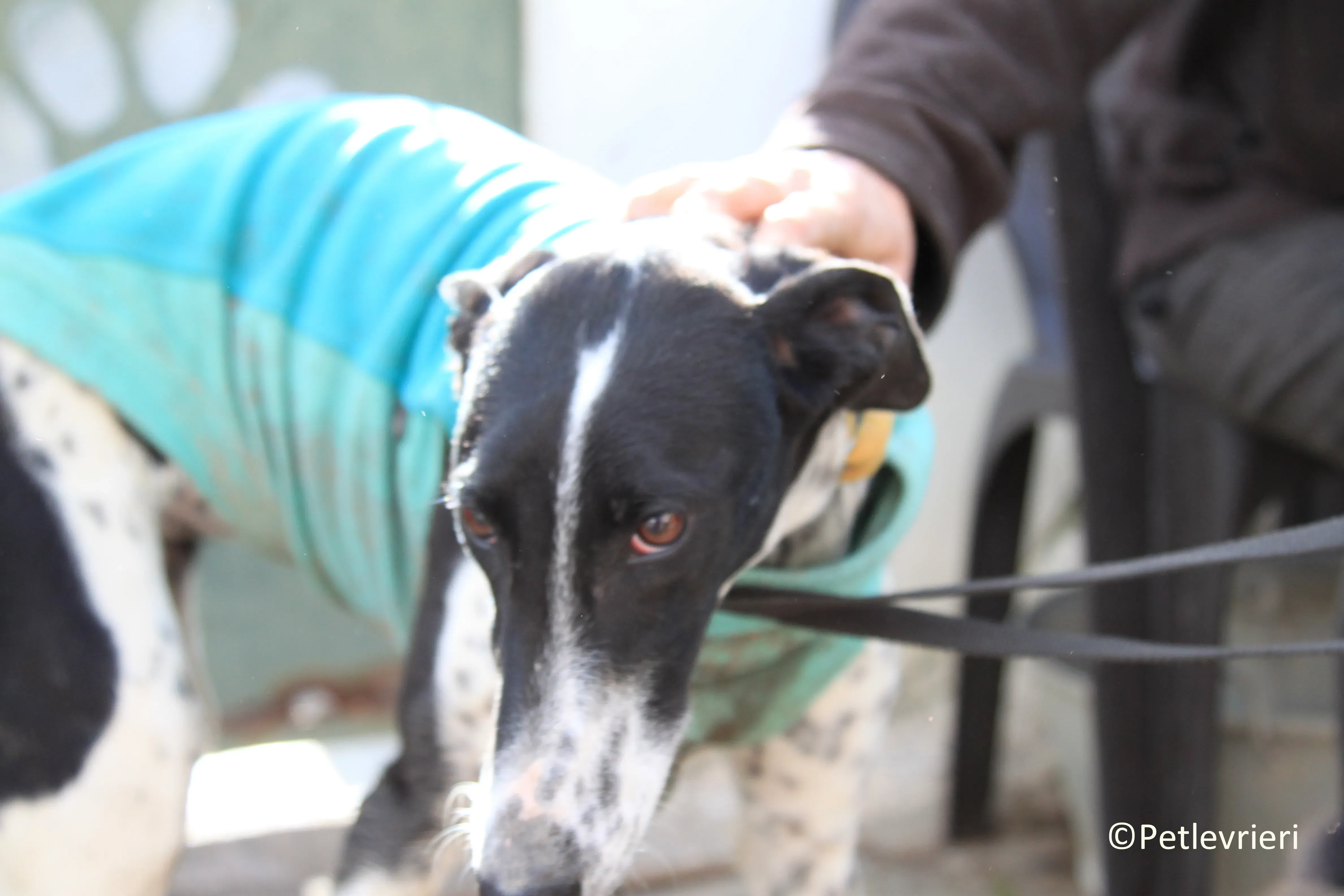 Estelle adozione levrieri galgo 01