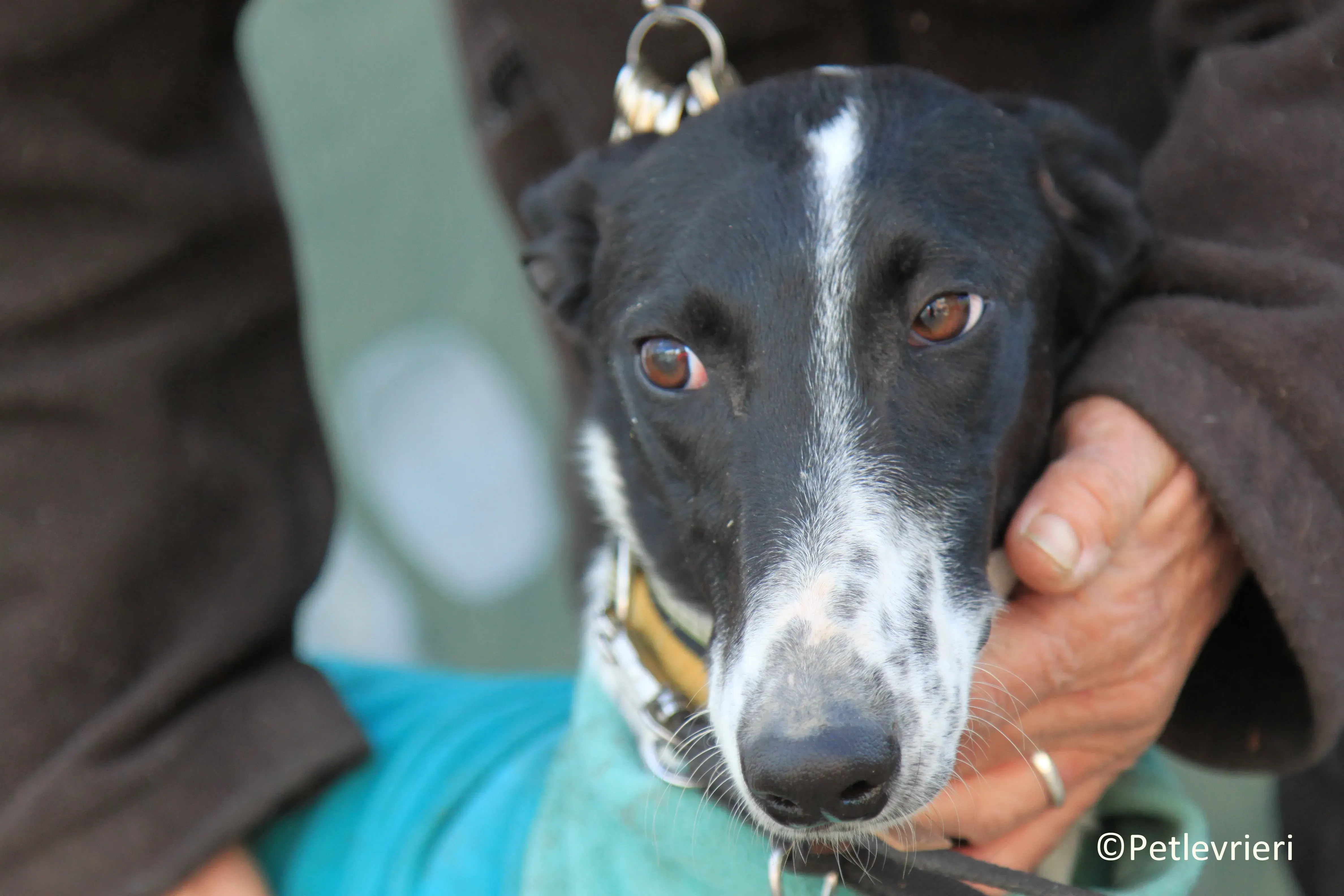 Estelle adozione levrieri galgo 02