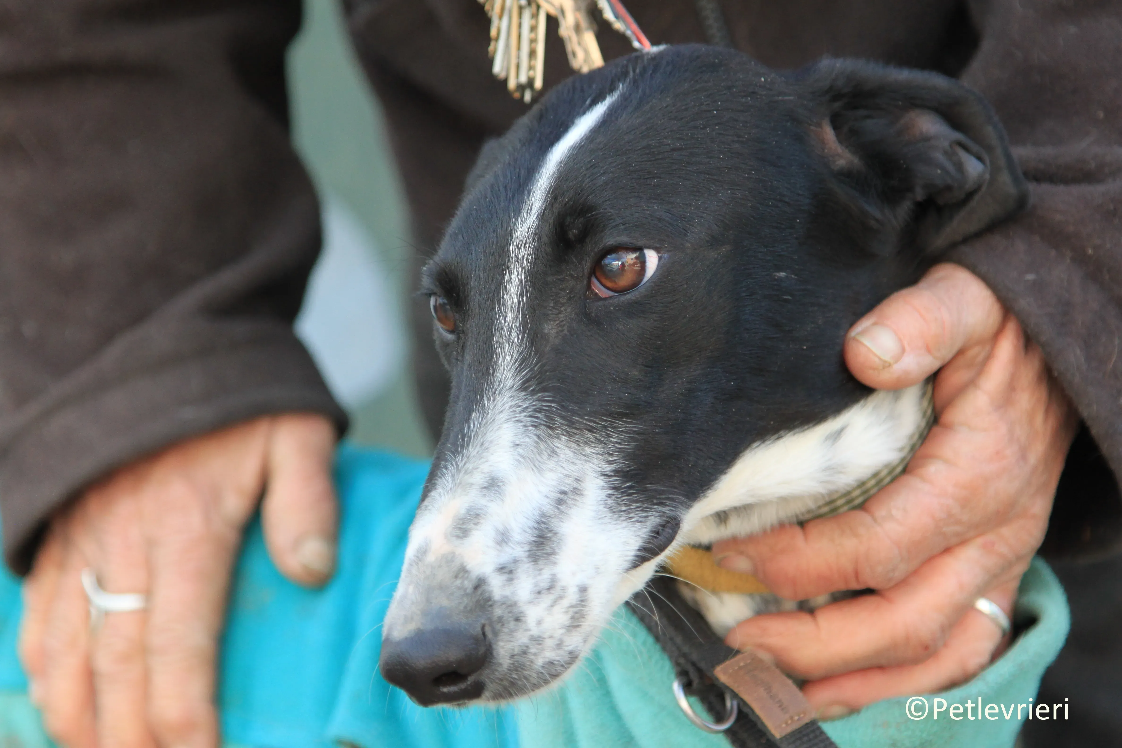 Estelle adozione levrieri galgo 03