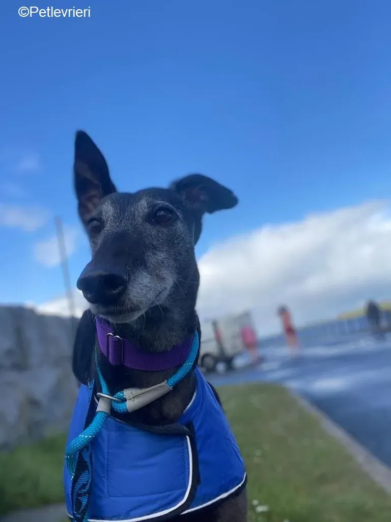 Ethel adozione levrieri greyhound 10