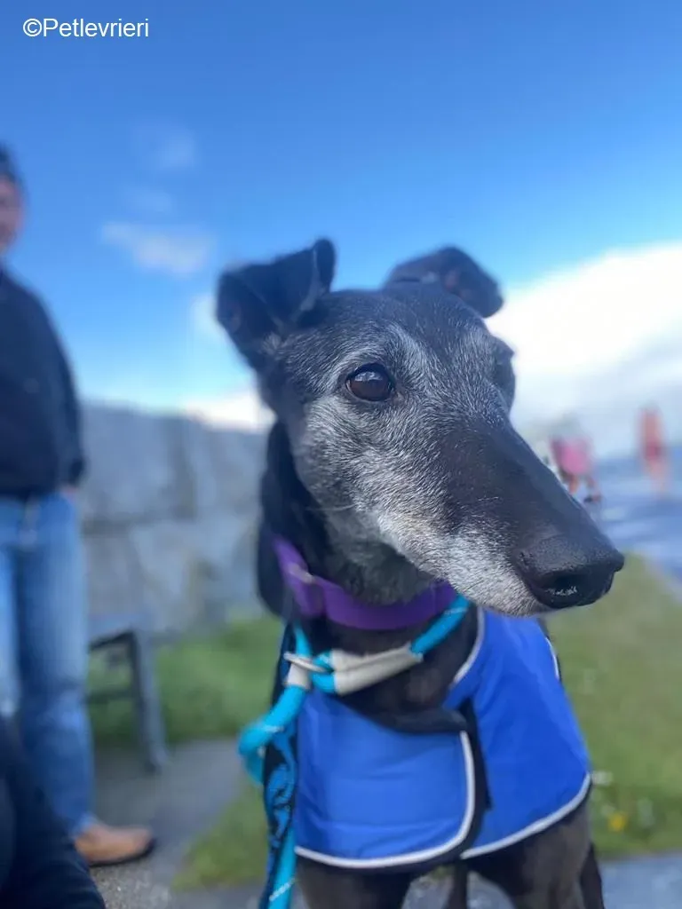 Ethel adozione levrieri greyhound 11