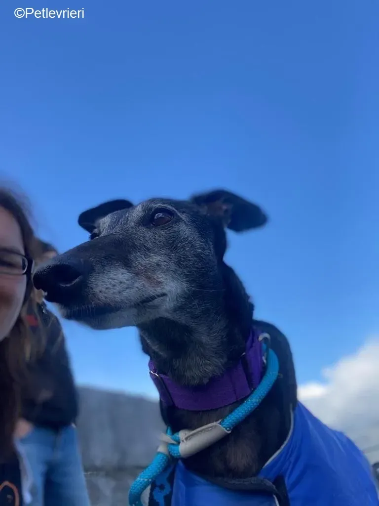 Ethel adozione levrieri greyhound 13