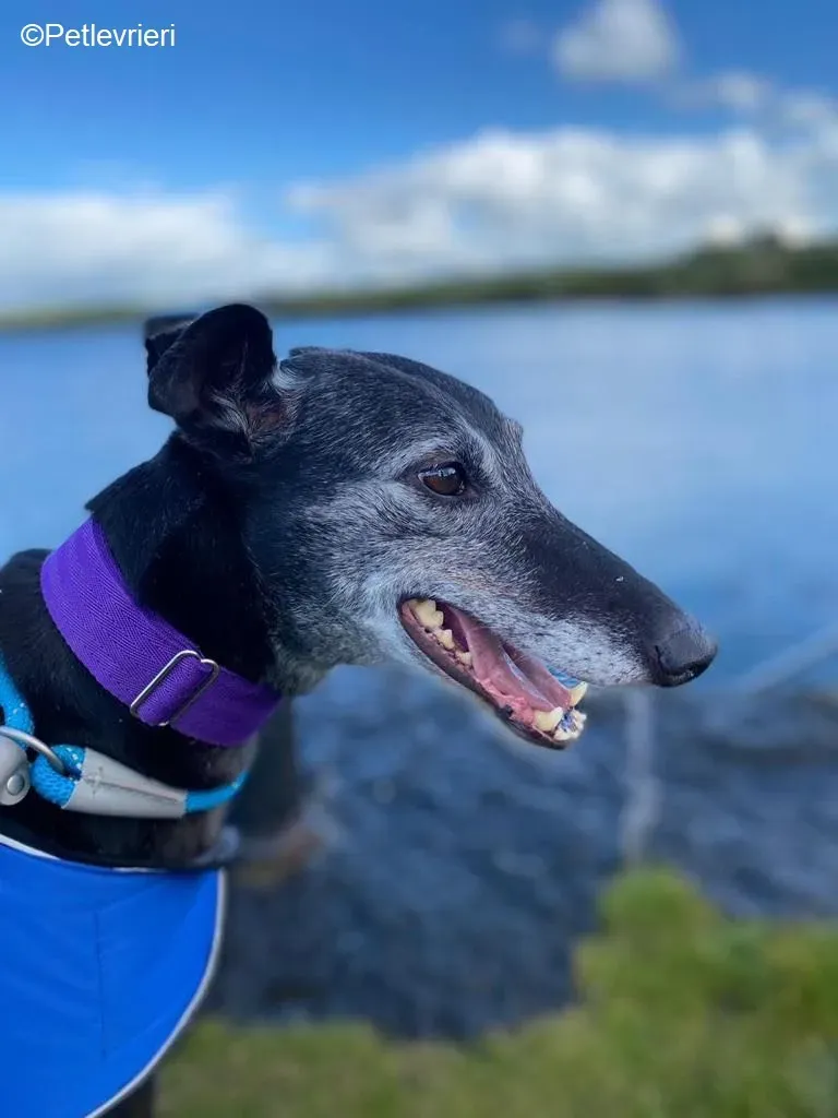 Ethel adozione levrieri greyhound 14