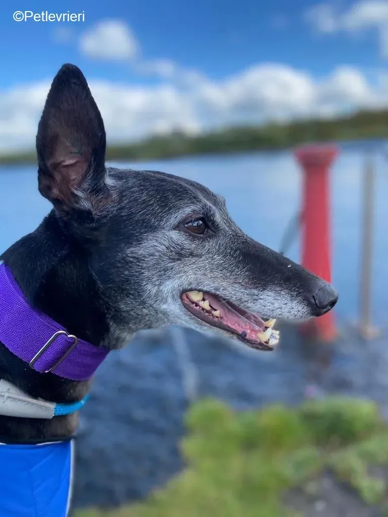 Ethel adozione levrieri greyhound 16