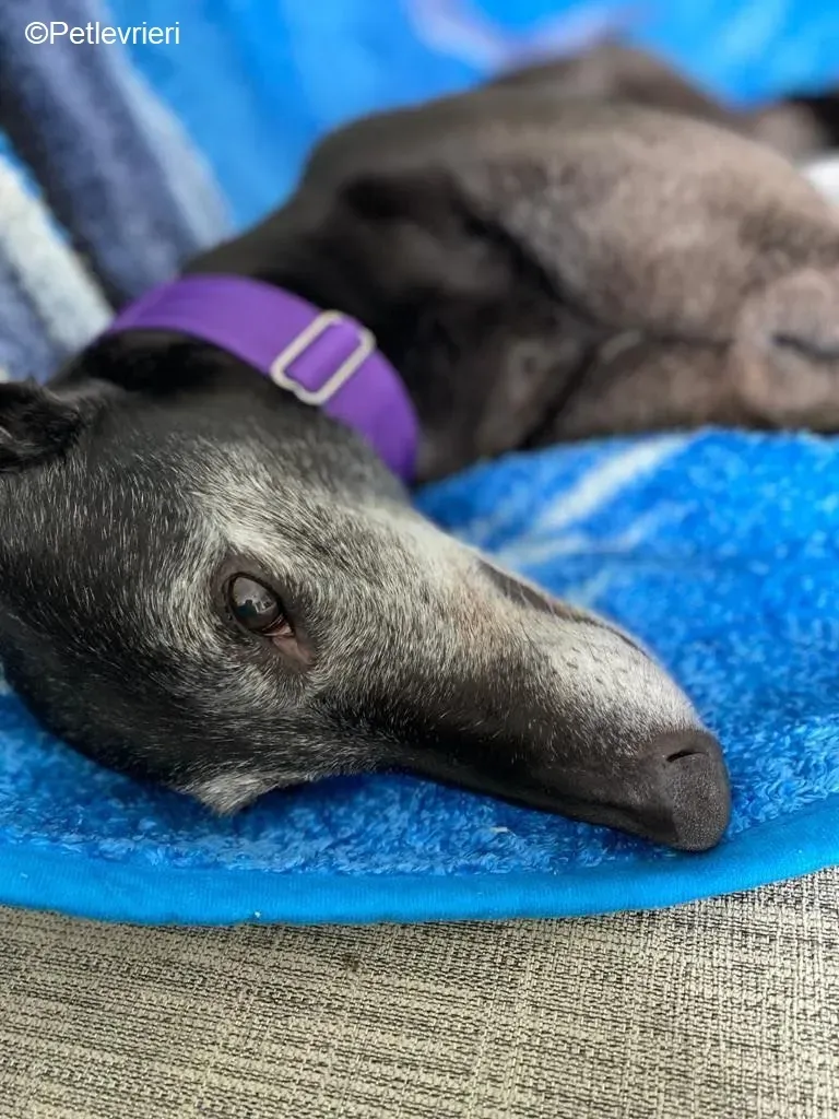 Ethel adozione levrieri greyhound 17