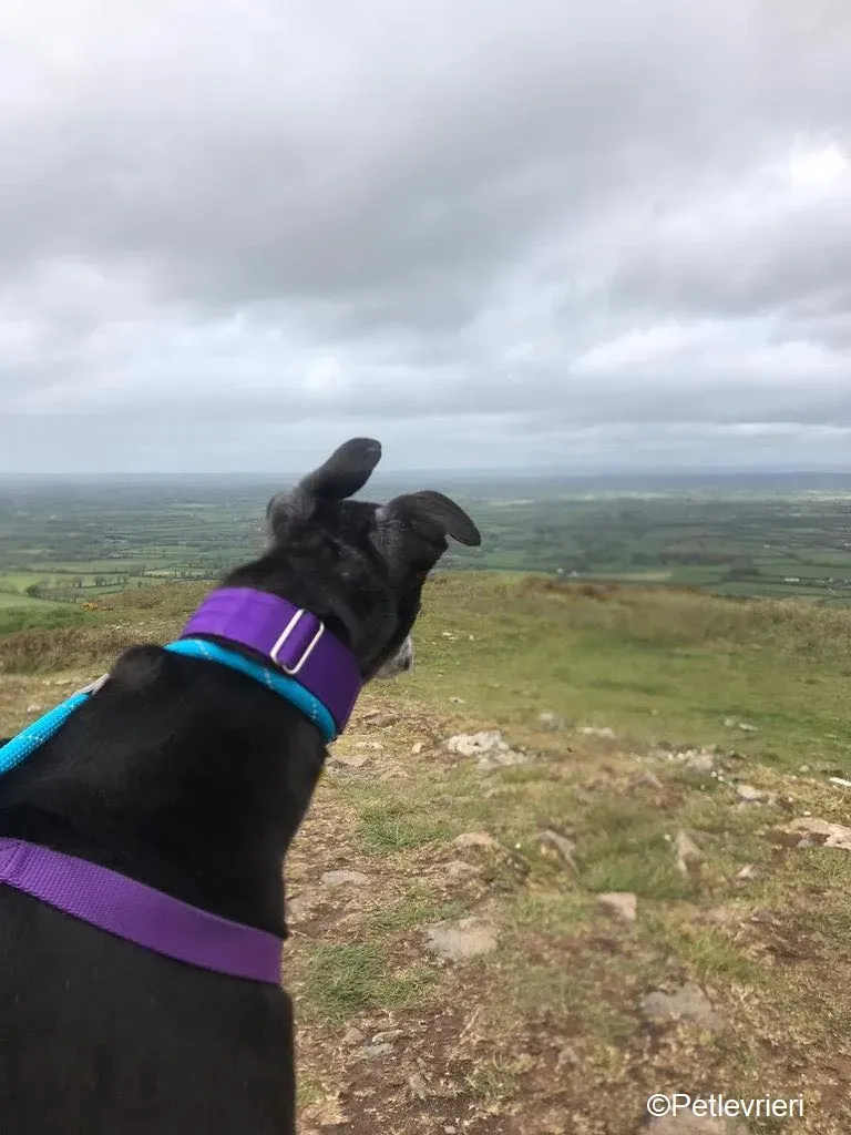 Ethel adozione levrieri greyhound 2