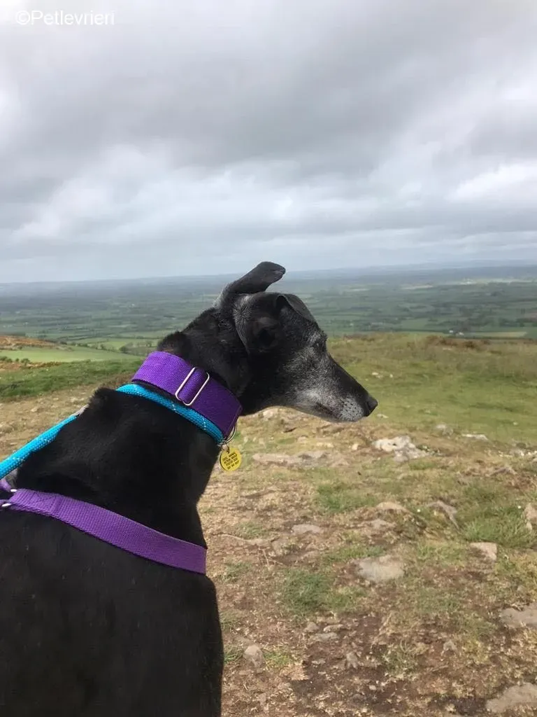 Ethel adozione levrieri greyhound 3