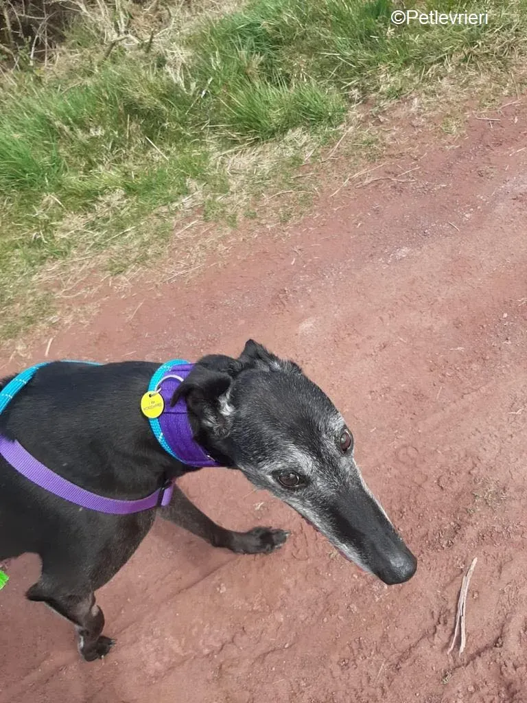 Ethel adozione levrieri greyhound 6