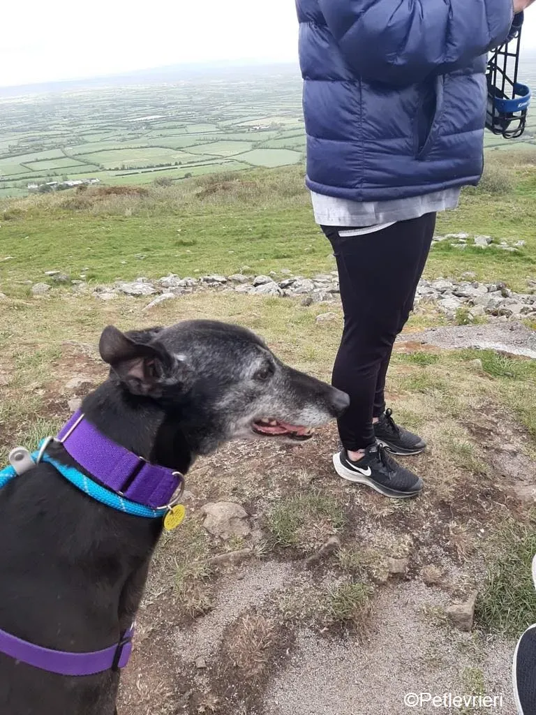 Ethel adozione levrieri greyhound 7