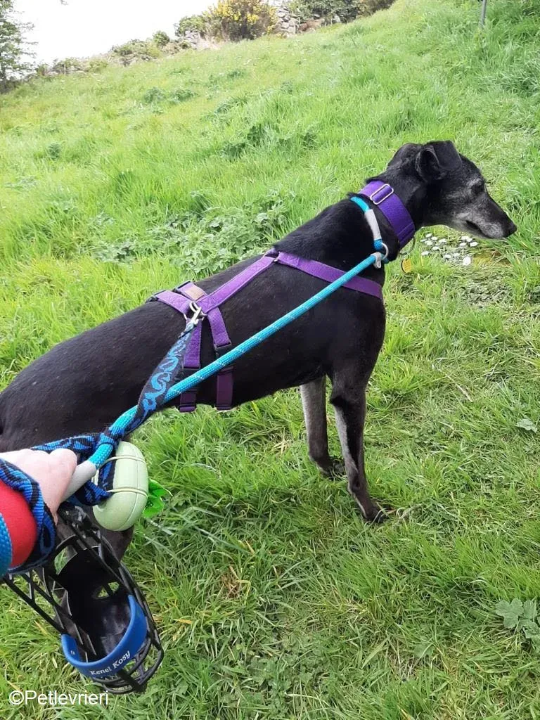 Ethel adozione levrieri greyhound 8