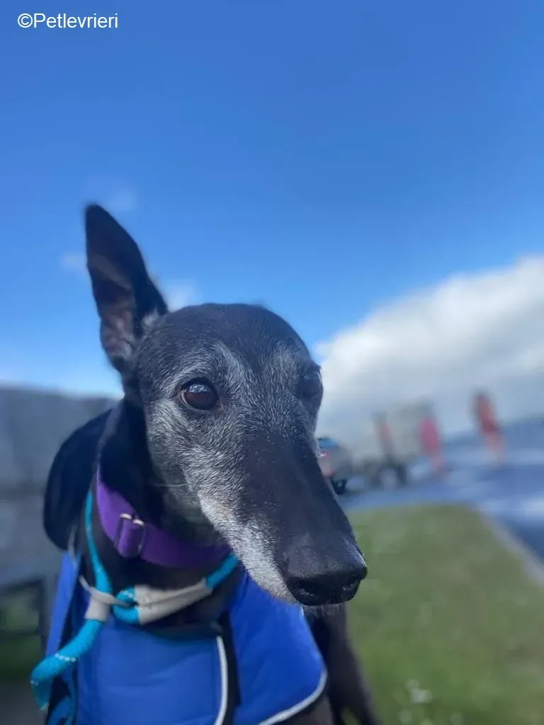 Ethel adozione levrieri greyhound 9