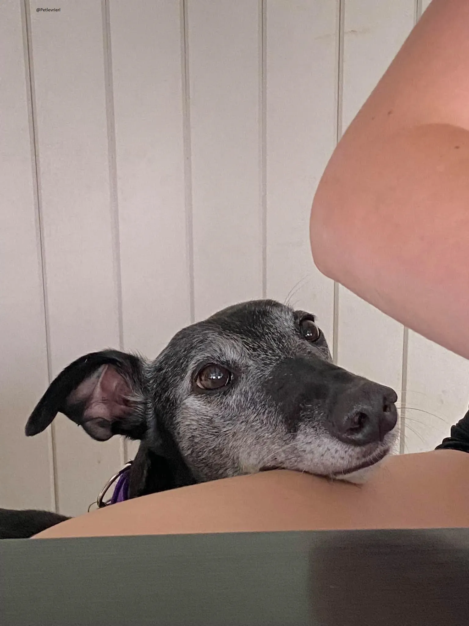 Ethel greyhound adozionelevrieri black 1