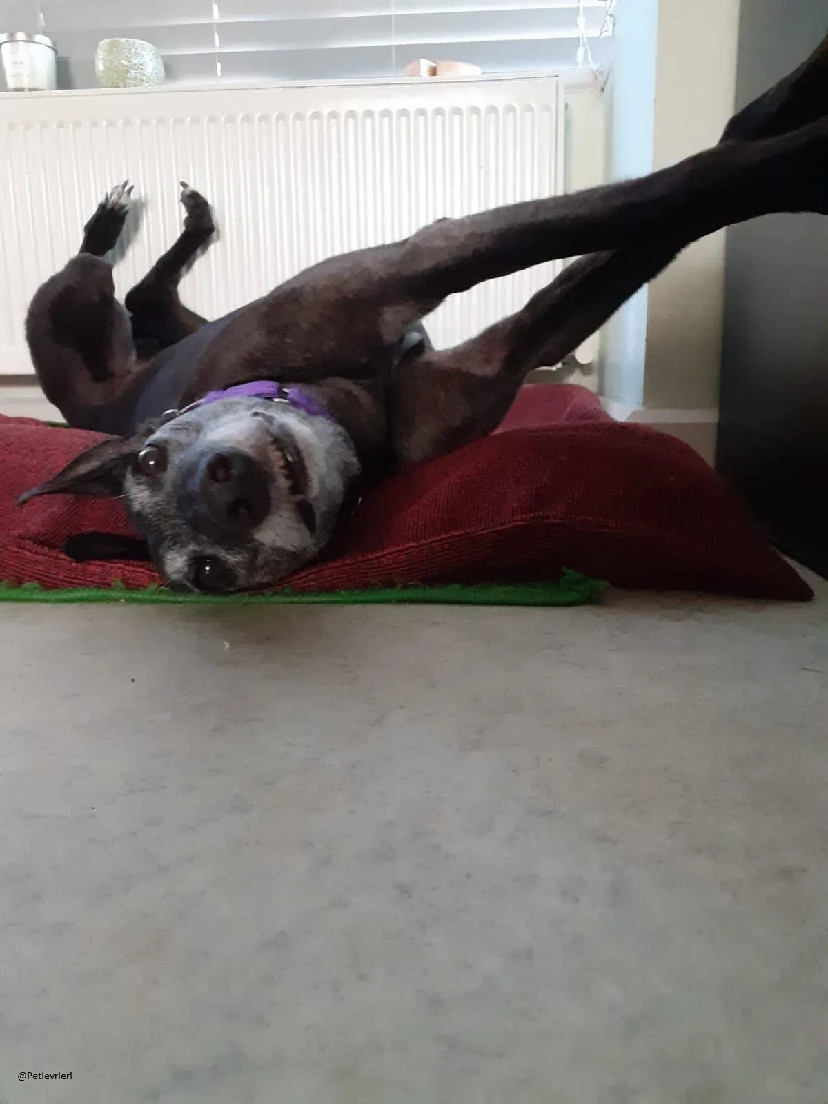 Ethel greyhound adozionelevrieri black 12