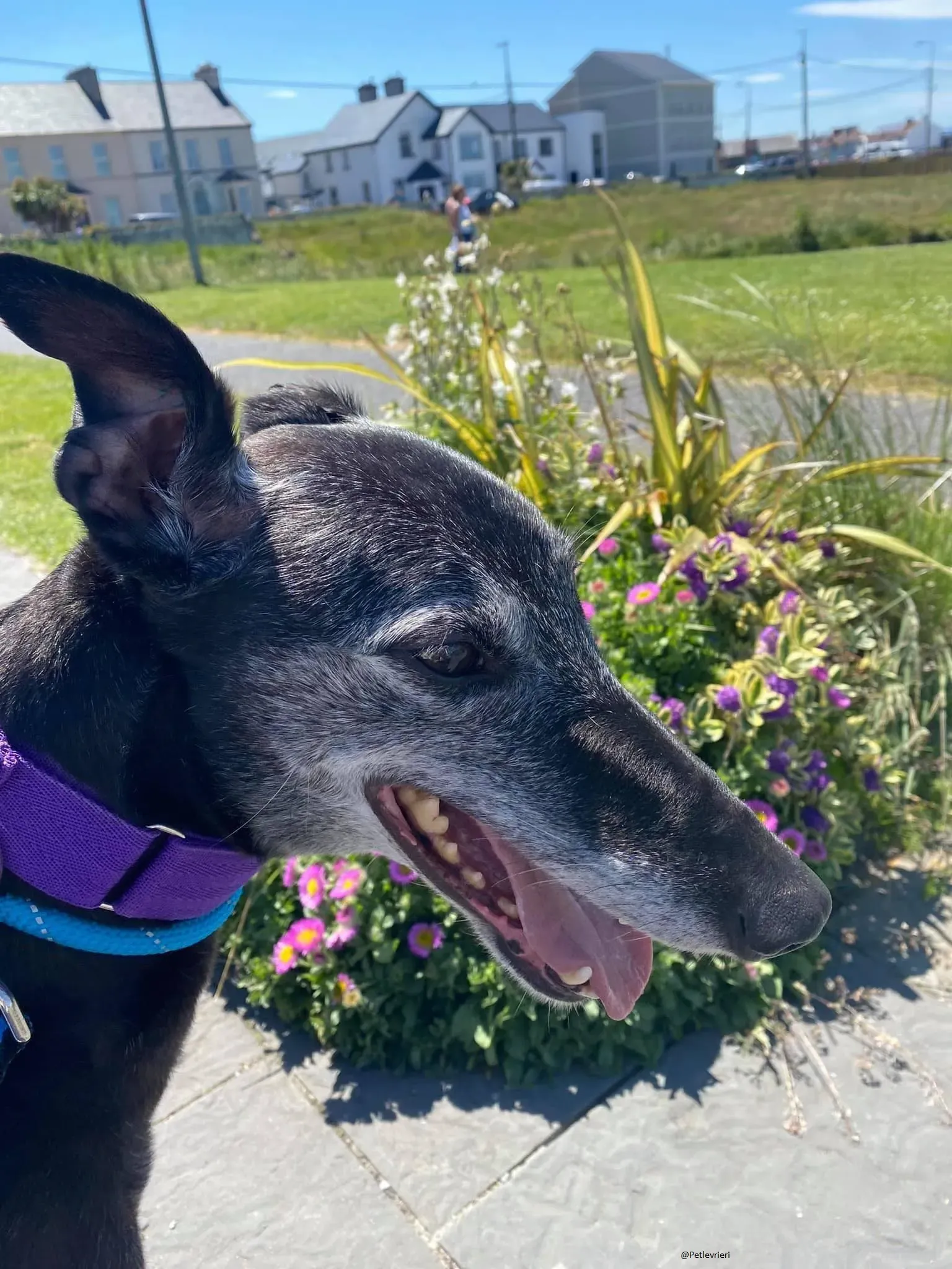 Ethel greyhound adozionelevrieri black 13