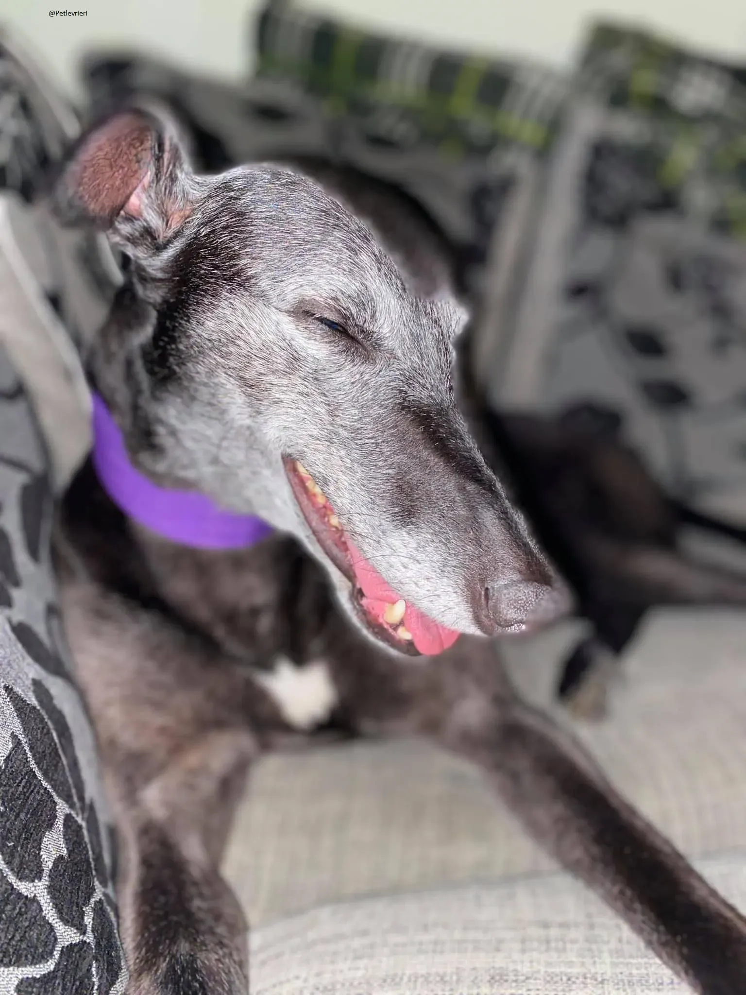 Ethel greyhound adozionelevrieri black 2