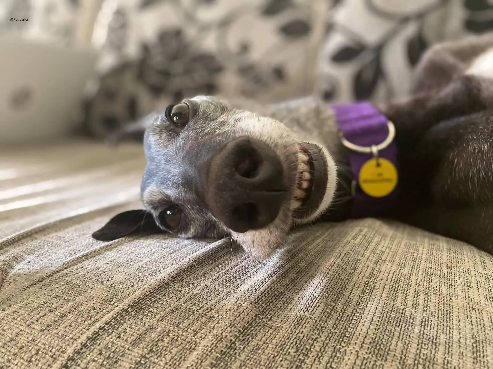 Ethel greyhound adozionelevrieri black 3