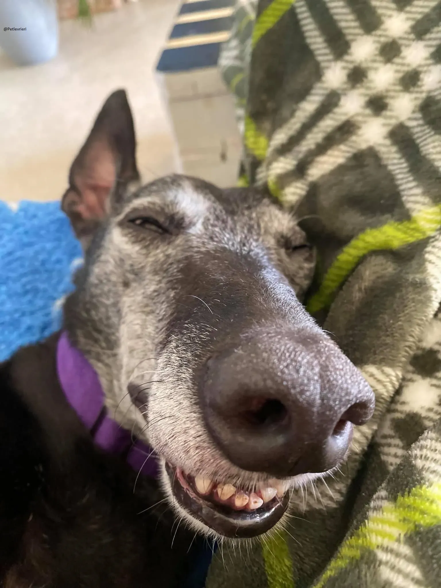 Ethel greyhound adozionelevrieri black 4