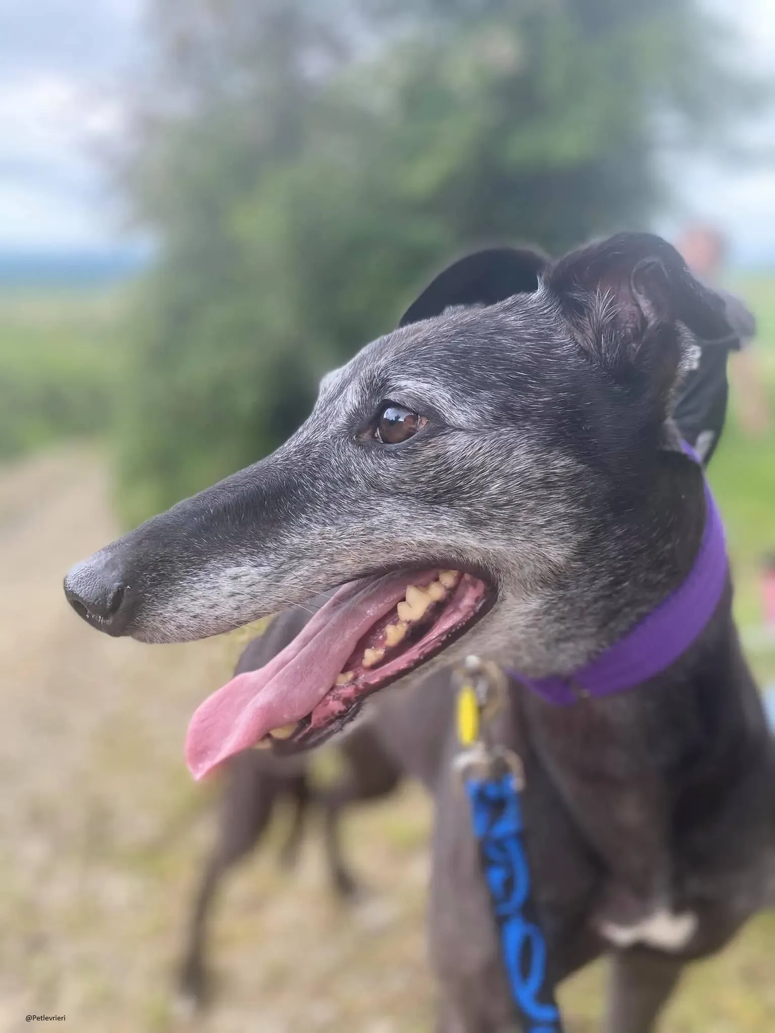 Ethel greyhound adozionelevrieri black 5