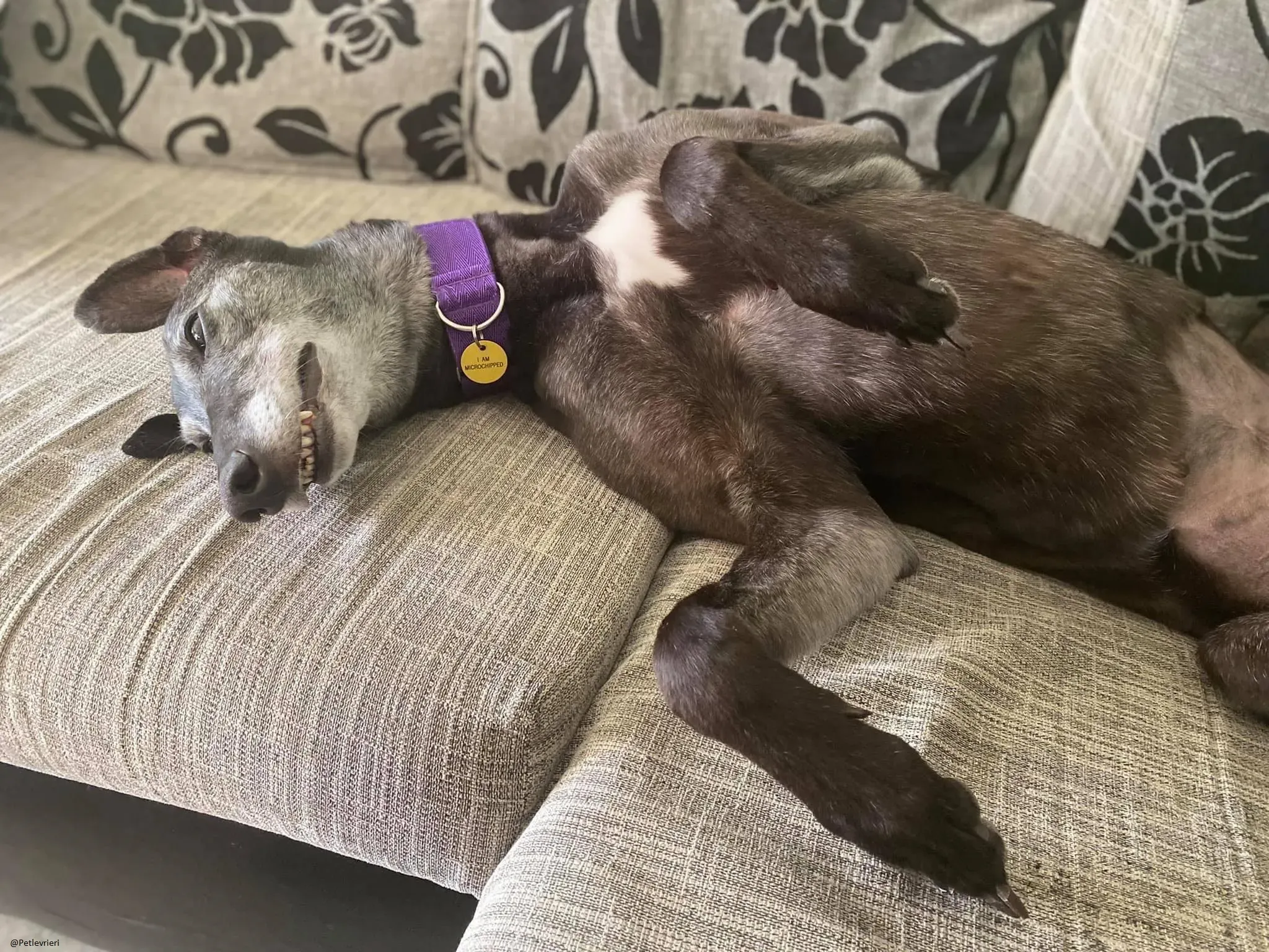 Ethel greyhound adozionelevrieri black 6