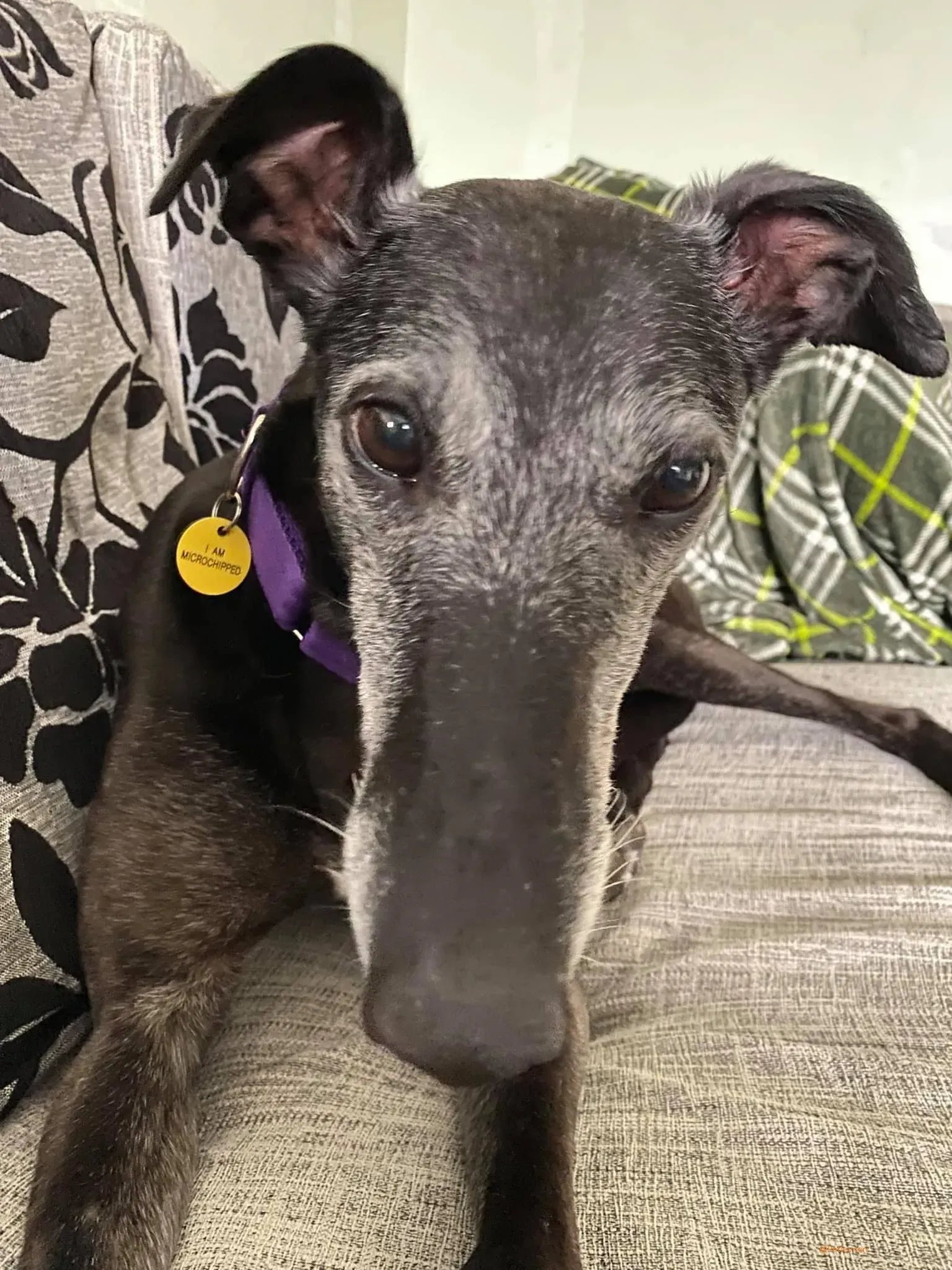 Ethel greyhound adozionelevrieri black 8