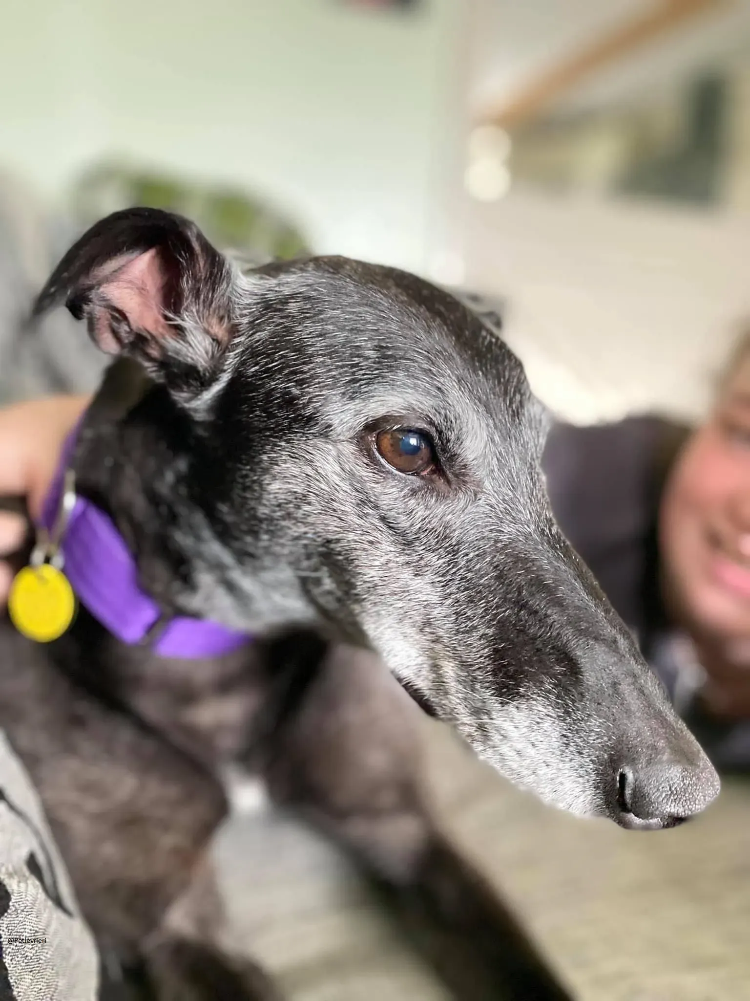 Ethel greyhound adozionelevrieri black 9