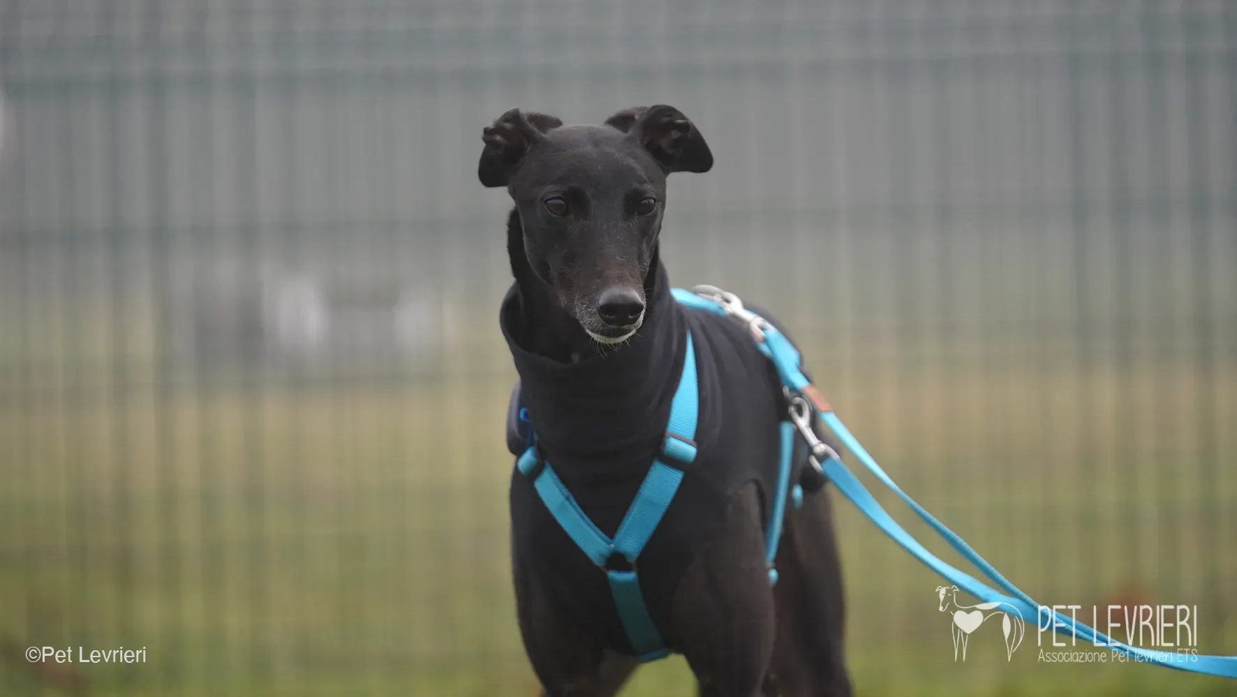 Ettore greyhound maschio nero arrivo foster 1