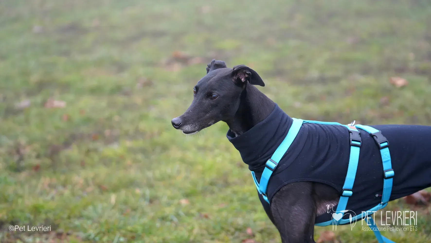 Ettore greyhound maschio nero arrivo foster 10