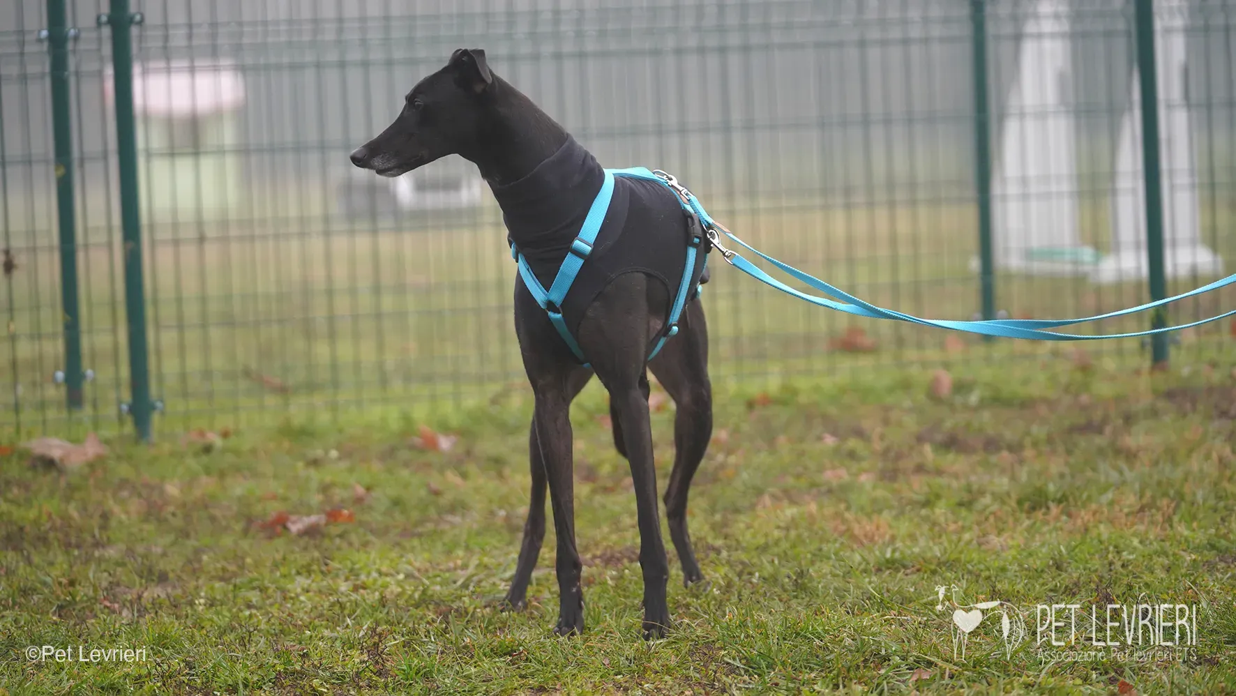 Ettore greyhound maschio nero arrivo foster 2